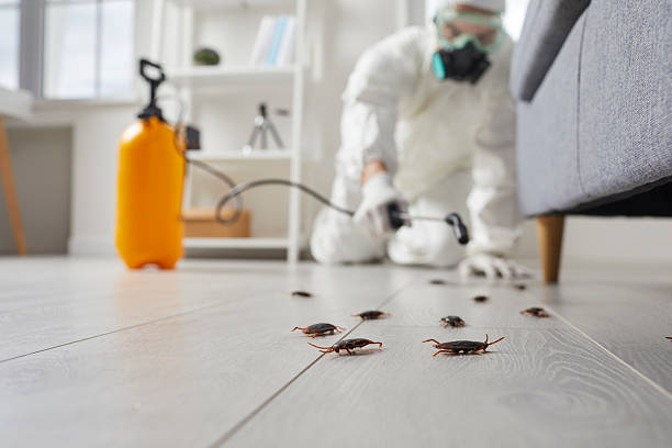 Post-Treatment Bed Bug Interceptor Monitoring in Ralls
